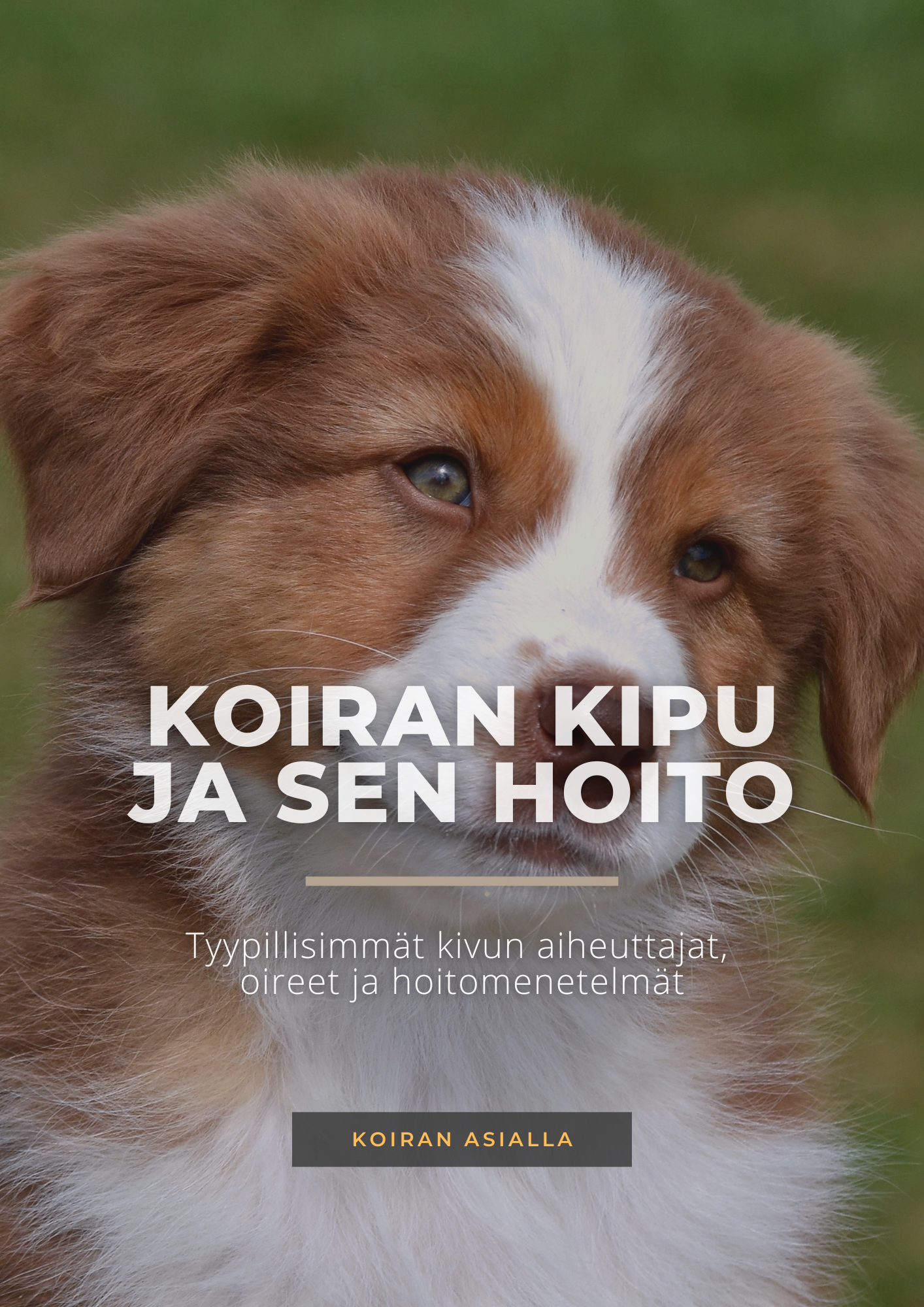 Koiran kipu ja sen hoito