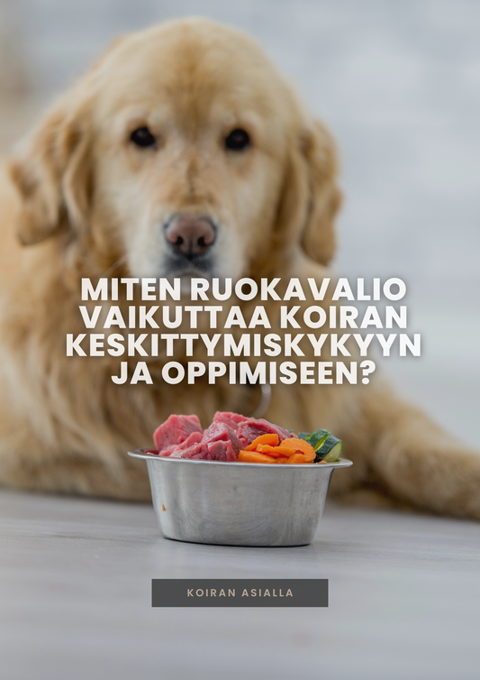 Miten ruokavalio vaikuttaa koiran keskittymiskykyyn ja oppimiseen?