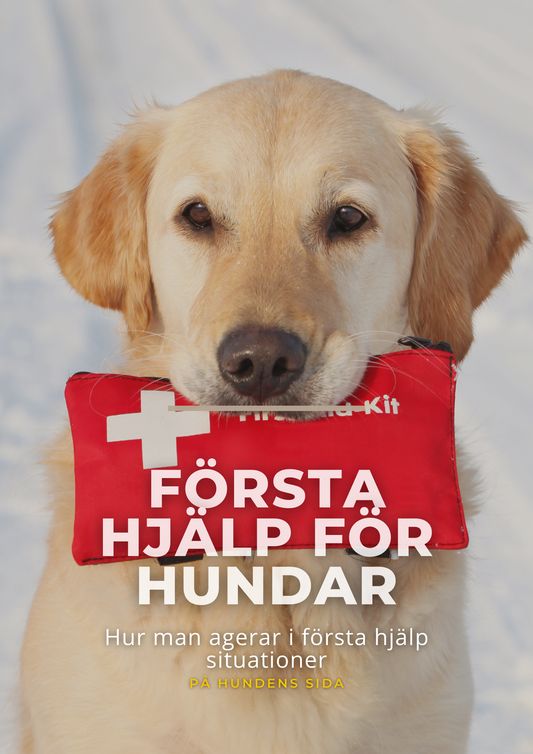 Första hjälp guide för hundar