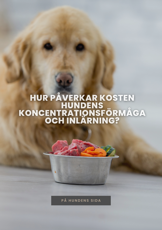 Hur påverkar kosten hundens koncentrationsförmåga och inlärning?